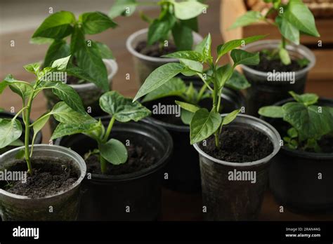 Seedlings Growing In Plastic Containers With Soil On Table Closeup