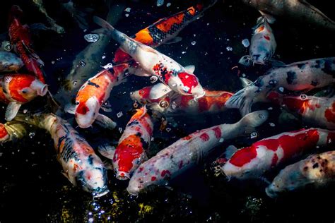 Ditching The Uv Sterilizer A Natural Approach To Clear Pond Water