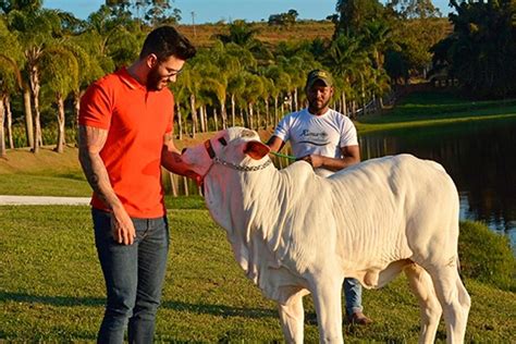 A Mega Fazenda E Fortuna De Gusttavo Lima 2024