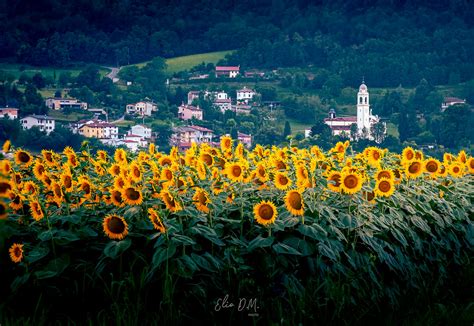 220626 INSTA 01 Girasoli Sunflower Elio D M Flickr