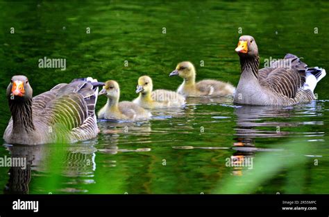 Famiglia di anatre che nuota, anatroccoli in lago, St. James' park ...