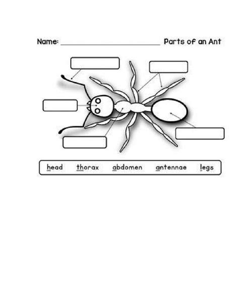 Parts of an insect worksheet | Live Worksheets | Worksheets, Printable ...