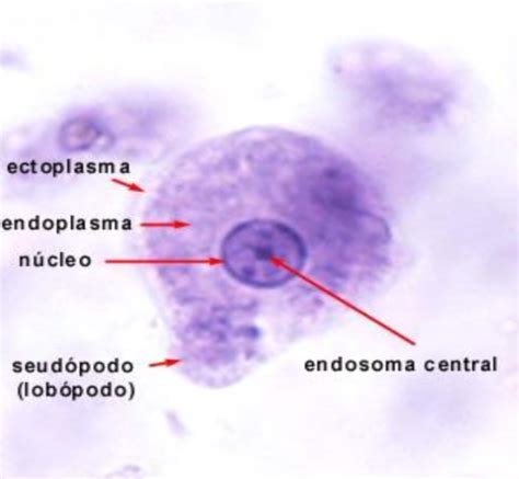 Fichas De Aprendizaje Microbiología Parasitología Examen 1 Quizlet