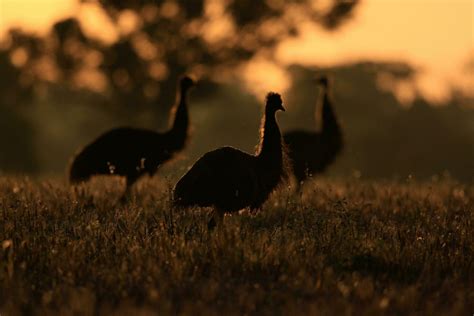 Emu Endemic Bird of Australia 24734630 Stock Photo at Vecteezy