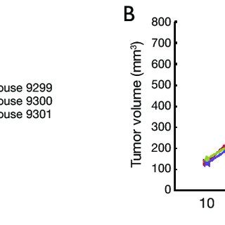 Tumorigenicity Of Three GBC PDCs In Naked Mice JXQ 3D 902R4