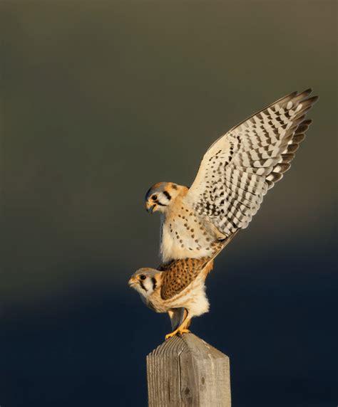 American Kestrels Mating WildCare