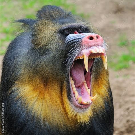 Portrait Of The Yawning Adult Male Mandrill The Netherlands Stock