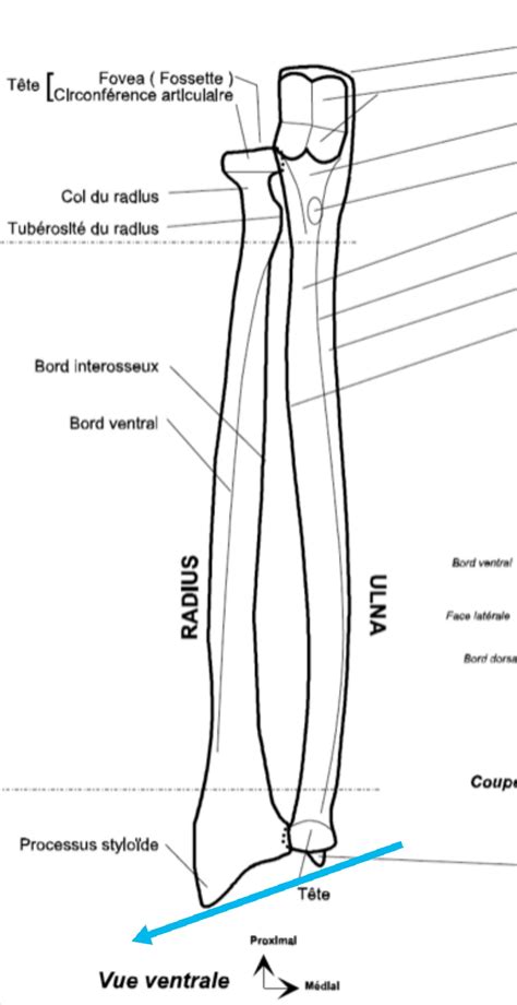 Radius Et Ulna Ue5 Anatomie Tutorat Associatif Toulousain Hot Sex Picture