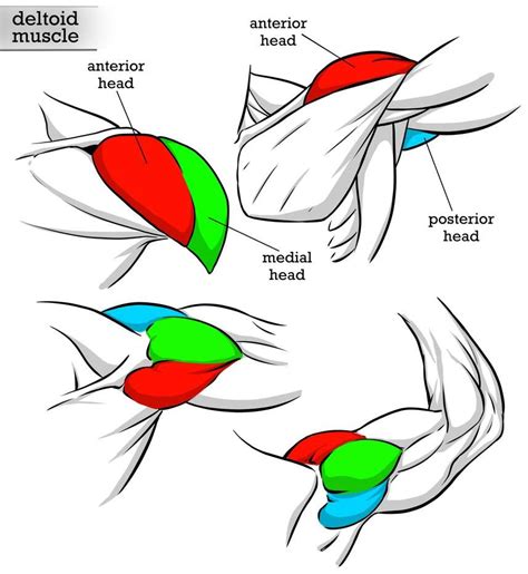 Structures Under Cover Of Deltoid Diagram Deltoid Muscle Ana