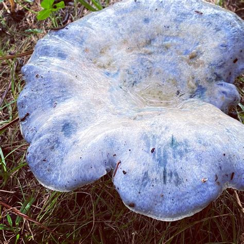 I’ve never seen a blue mushroom until now. : r/MushroomPorn