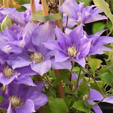 Olympia Clematis Plants For Sale Uk Grown Ashridge