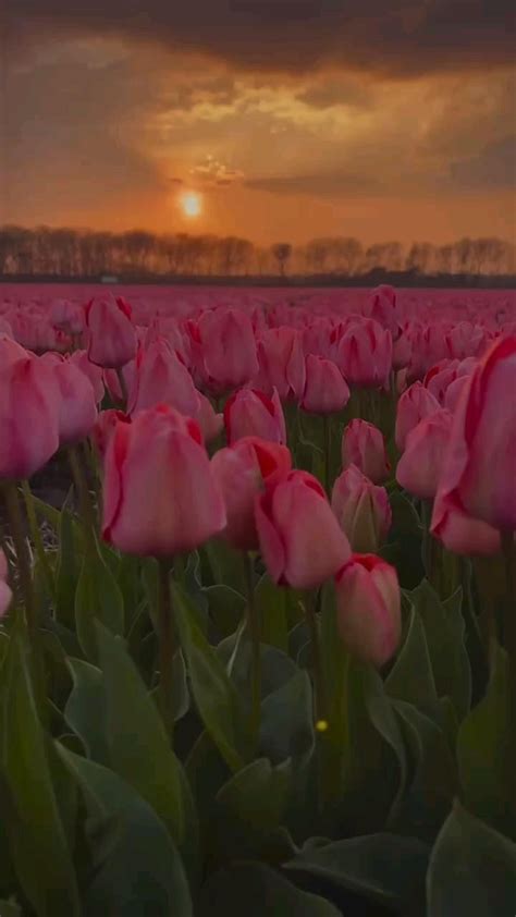 Pin By Nata Snegurskaya On Videophone In Tulips Beautiful