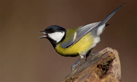 Koolmees Vogelbescherming