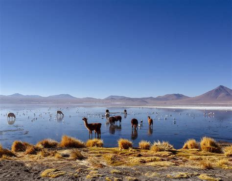 Le Salar D Uyuni Le D Sert De Sel En Bolivie Guide