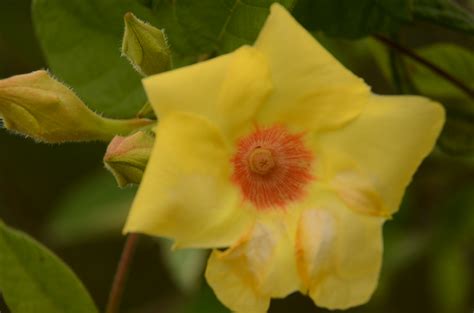 Mandevilla Scabra Rich K Schum The Beautiful Wild Flow Flickr