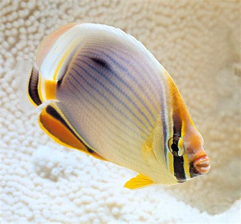 Chaetodon Trifasciatus Monaco Nature Encyclopedia