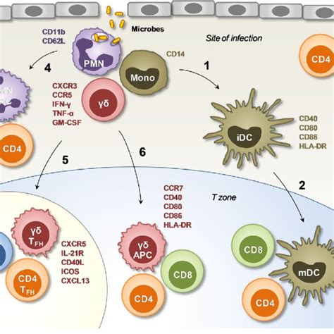 Bridging Innate And Adaptive Immunity As A Result Of Anti Microbial