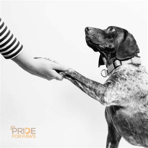 Dog Pain Relief | What's Safe to Use?