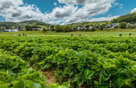 Erdbeeren zum selber pflücken Häusermann Weinbau