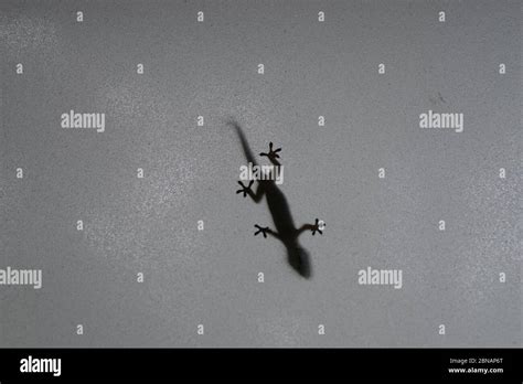 Common House Gecko On Frosted Glass Window Stock Photo Alamy