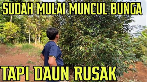 KEBUN DURIAN Mulai Berbunga Dan Ada Beberapa Yang Rusak Hingga