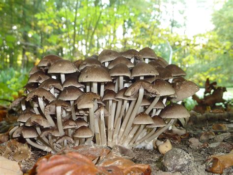 Wild Mushrooms Wild Mushrooms Stuffed Mushrooms Wild Edibles Foraging Basket Vegetables