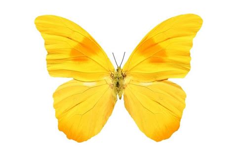 Yellow Butterfly Isolated On White Mariposas Amarillas Ilustraci N