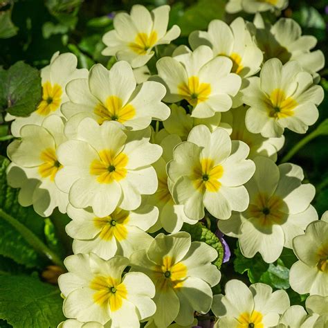 Amazon Outsidepride Seeds Perennial Primula Yellow Common