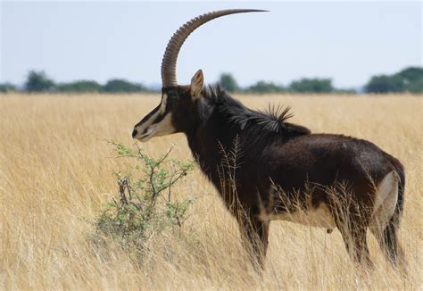 Definitive Guide To Sable Antelope Facts, Habitat, Conservation Status ...