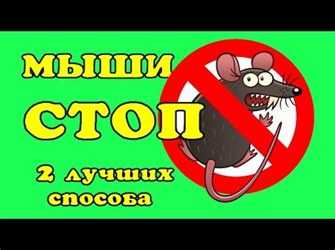 Как избавиться от мышей. - YouTube