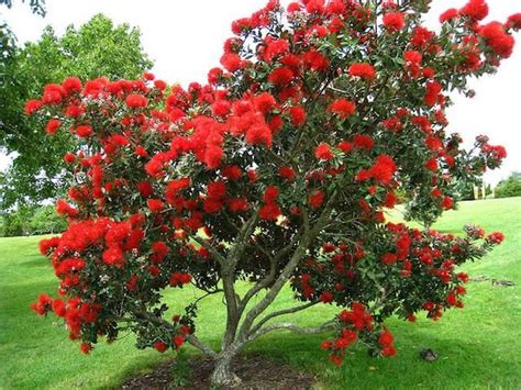 Rare Exotic New Zealand Christmas Tree 25 Seeds - Etsy