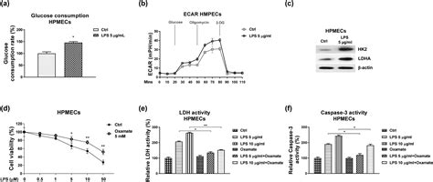 Norad Modulates Mir C P Ldha To Protect Lung Endothelial Cells Damage