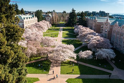 University Of Washington Cherry Blossoms 2024 - Edee Bettine