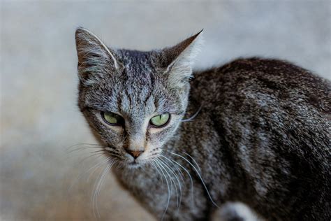 Brown Tabby Kitten on Green Grass · Free Stock Photo