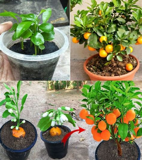 How To Grow An Orange Tree From Seeds Grossmutterskueche