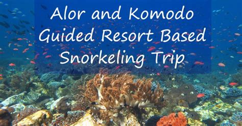 Key Largo Snorkeling - The Best Spots And How To Get To Them