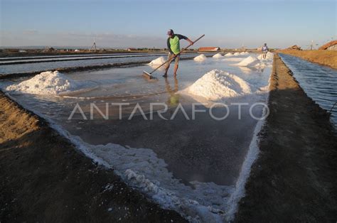 PETANI GARAM ENGGAN GARAP LAHAN ANTARA Foto