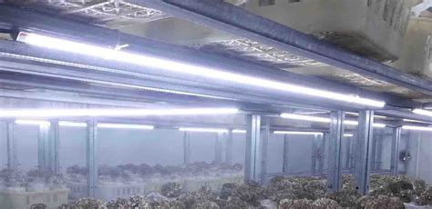 Mushroom Equipment W Led Light For Mushroom Farms Growing Rooms