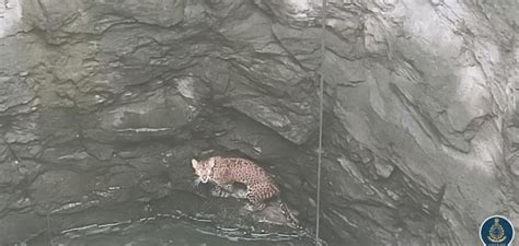 Pune Drowning Leopard Rescued From 40 Feet Deep Open Well Punekar News