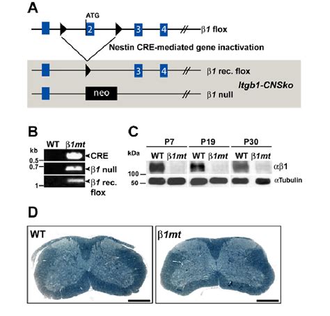 Cre Mediated Gene Inactivation Leads To Loss Of Integrin Protein