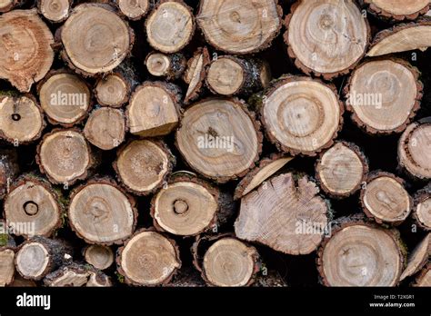 Wood Texture Background Of Wood Cuts Round Logs Cross Section Of The