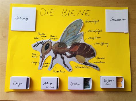 Tierprojekte Biene 1 Grundschule Und Basteln