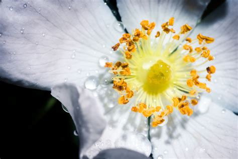 Fotos gratis naturaleza fotografía luz de sol pétalo polen