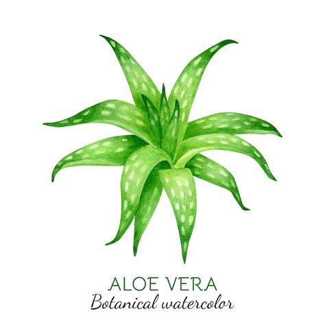 Planta de aloe vera ilustración botánica acuarela Vector Premium