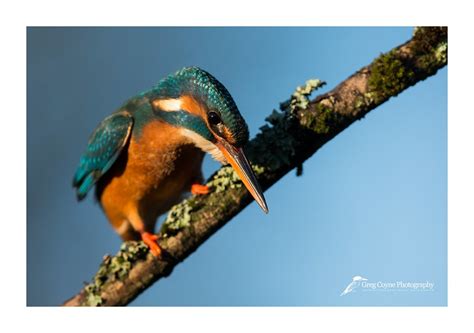 Kingfisher Sparrowhawk And Buzzard Flickr