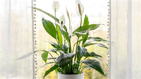 C Mo Revivir A La Planta Spathiphyllum O Cuna De Mo Ses Que Est Seca