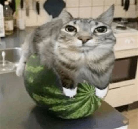 Cat Watermelon Meme - Cat Watermelon Meme - Discover & Share GIFs