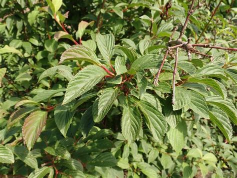 Arrowwood Dawn Viburnum Bodnantense Dawn Growing Guides