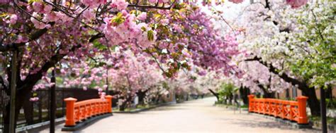 大阪櫻花2025｜開花時間＋10大賞櫻景點！造幣局櫻花隧道／大阪城公園 Klook旅遊網誌