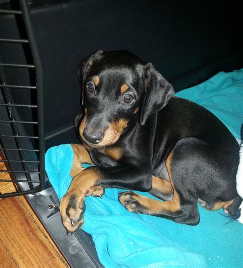 Doberman puppies for adoption in nj | puppies99